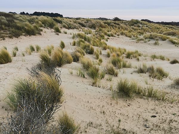 Bosbaden Kennemerduinen + Strand - Forest Bathing Nederland