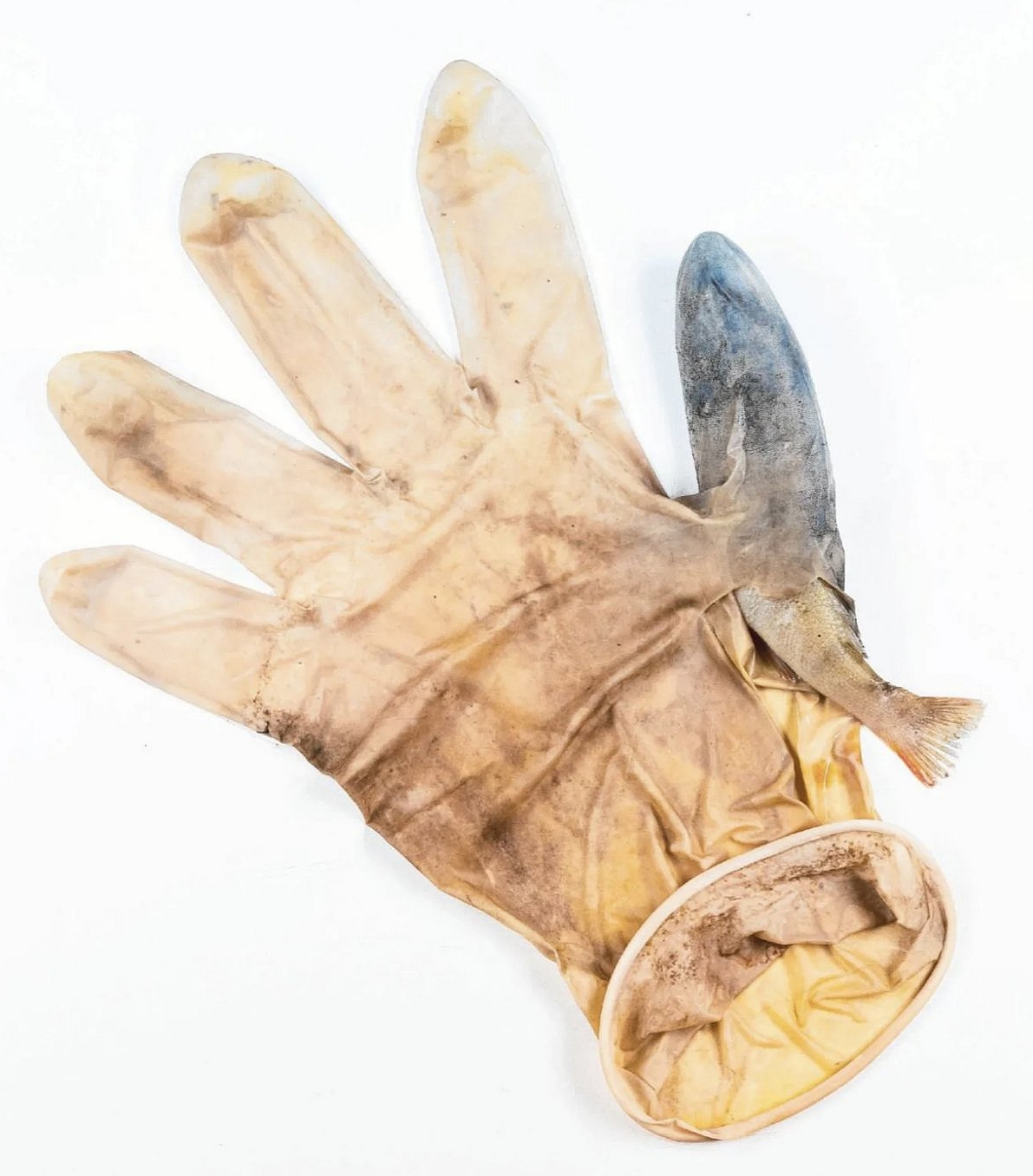 Baars in plastick handschoen